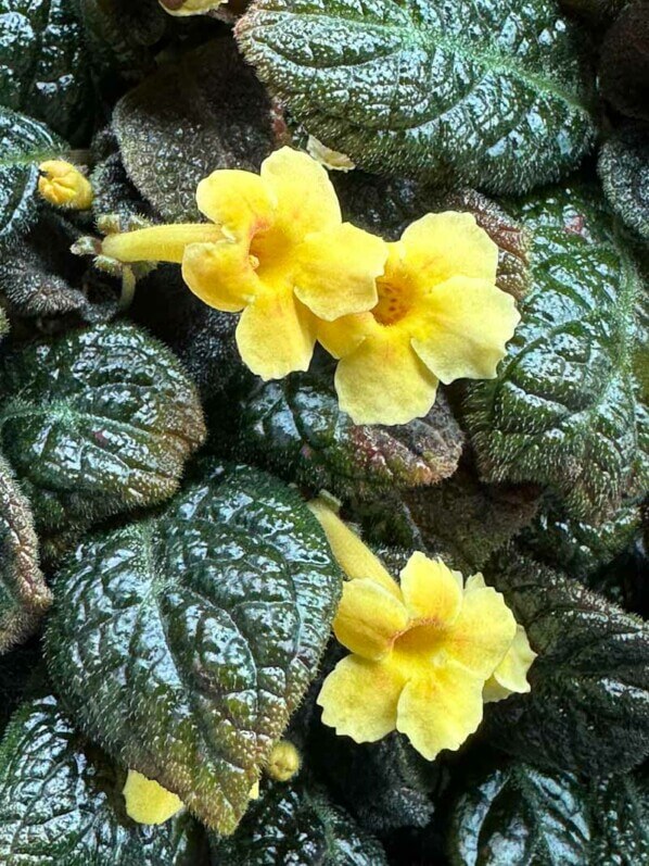 Lire la suite à propos de l’article Episcia ‘Suomi’ : feuillage noir et petites fleurs jaune d’or