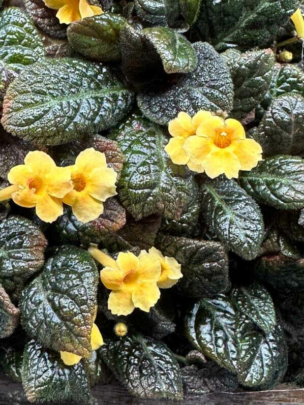 Episcia 'Suomi', Gesnériacées, plante d'intérieur, terrarium, Paris 19e (75)