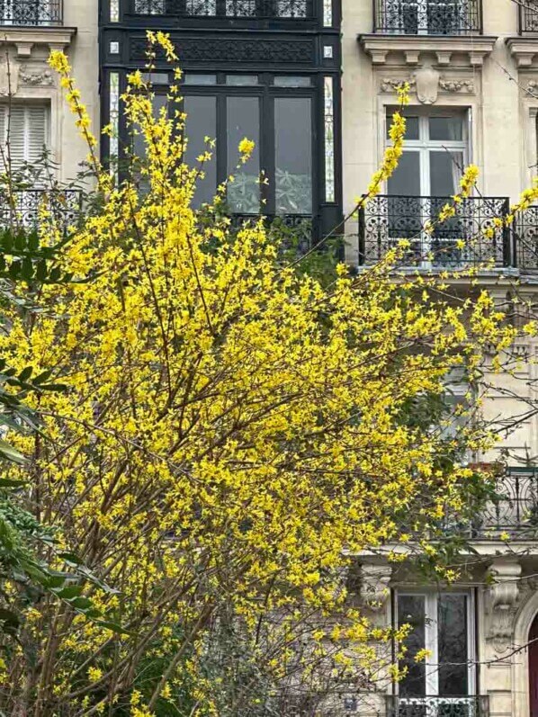 Forsythia fleuri dans le square Viviani en hiver,  Paris 5e (75)