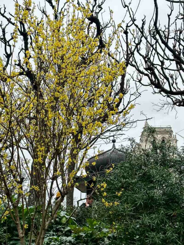 Forsythia fleuri dans le square Viviani en hiver,  Paris 5e (75)