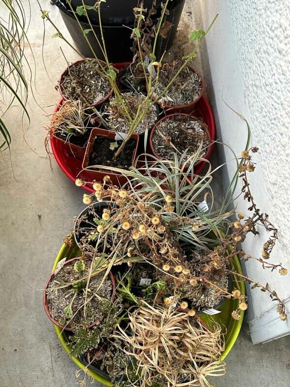 Godets de jeunes plants de vivaces en hiver sur mon balcon, Paris 19e (75)