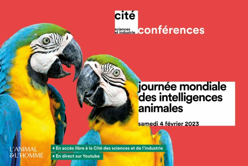 Journée mondiale des intelligences animales à la Cité des sciences et de l’industrie (Paris 19e) et en ligne le samedi 4 février 2023