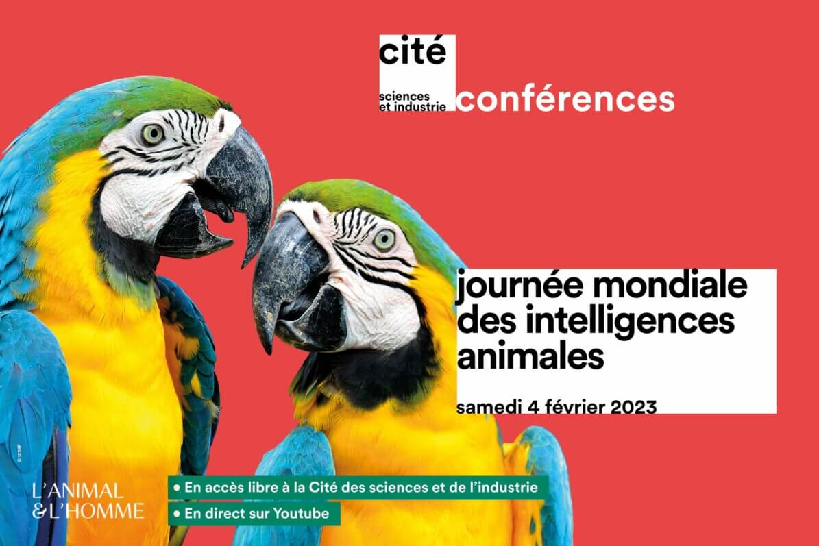 Lire la suite à propos de l’article Journée mondiale des intelligences animales à la Cité des sciences et de l’industrie (Paris 19e) et en ligne le samedi 4 février 2023