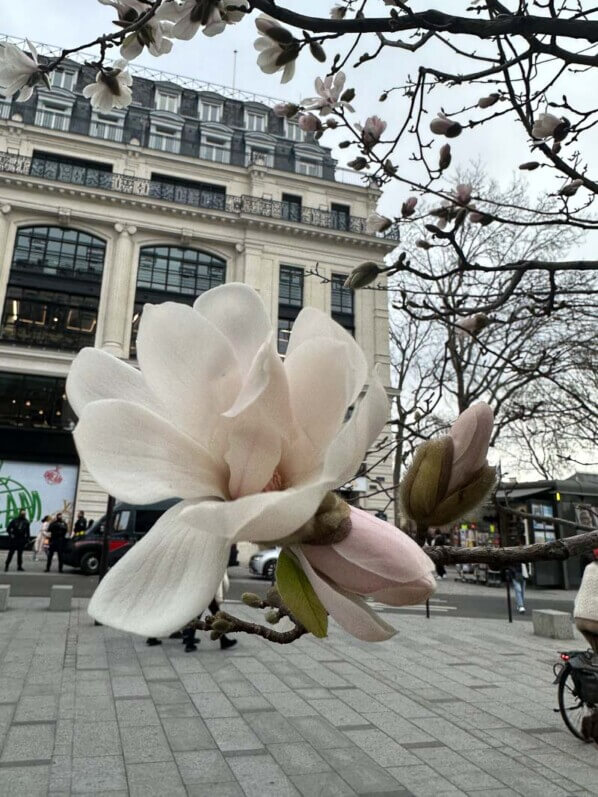 Fleurs de Magnolia en hiver près de la Samaritaine, Paris 1er (75), 18 février 2023, photo Alain Delavie
