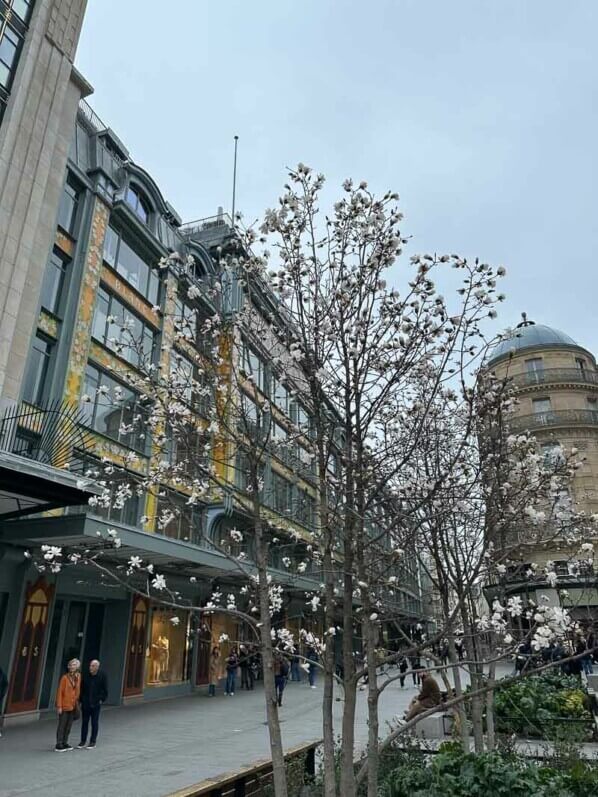 Magnolia fleuri en hiver près de la Samaritaine, Paris 1er (75)