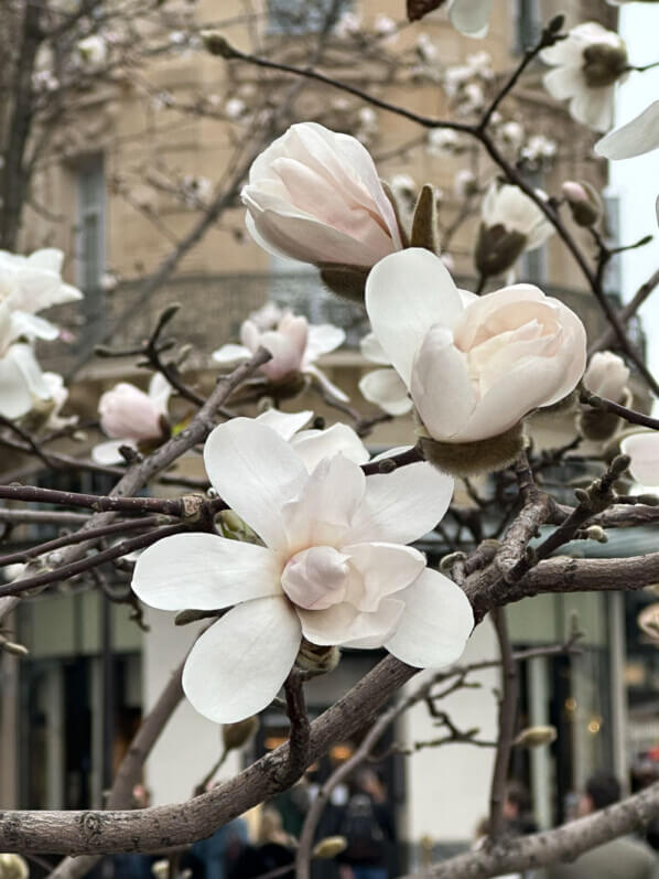 Fleurs de Magnolia en hiver près de la Samaritaine, Paris 1er (75)