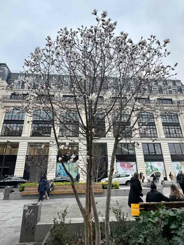 Magnolia fleuri en hiver près de la Samaritaine, Paris 1er (75)