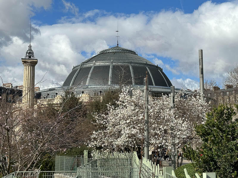 Magnolia en fleur en hiver dans le jardin Nelson Mandela, Paris 1er (75)