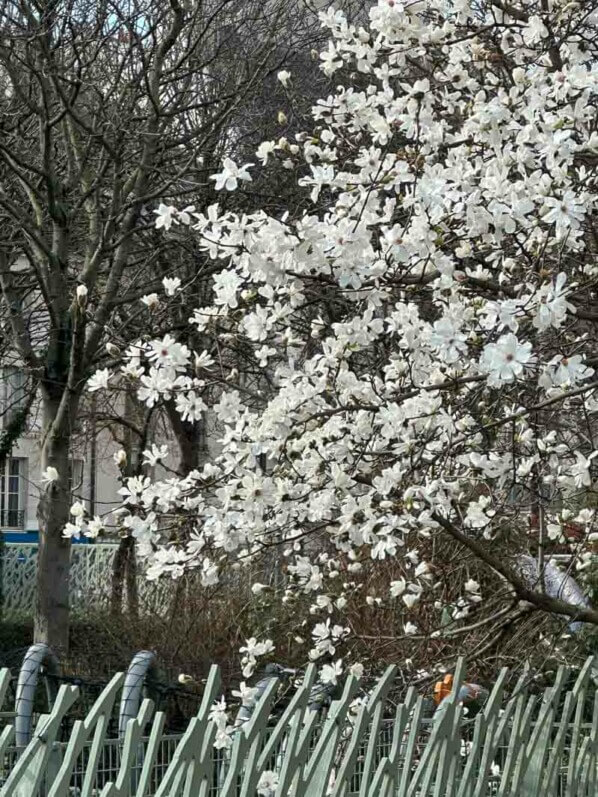 Magnolia en fleur en hiver dans le jardin Nelson Mandela, Paris 1er (75)