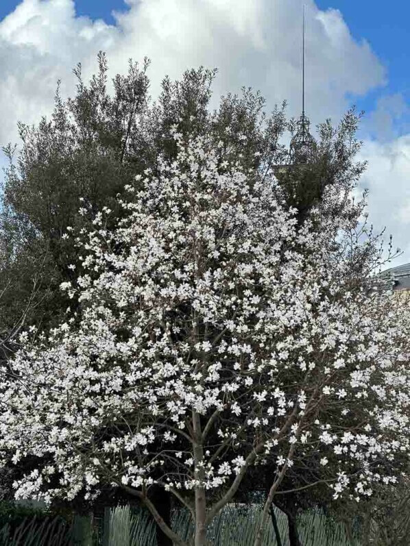 Magnolia en fleur en hiver dans le jardin Nelson Mandela, Paris 1er (75)