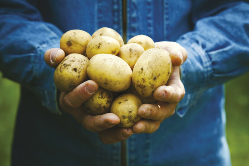 Pommes de terre Pompadour. Opération : "Plantez gratuitement la pomme de terre Pompadour au jardin ou sur votre balcon"