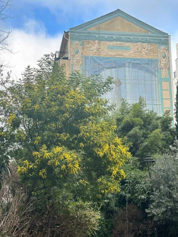 Mimosa, Acacia dealbata, en hiver dans le parc Gustave Eiffel, Levallois (92)