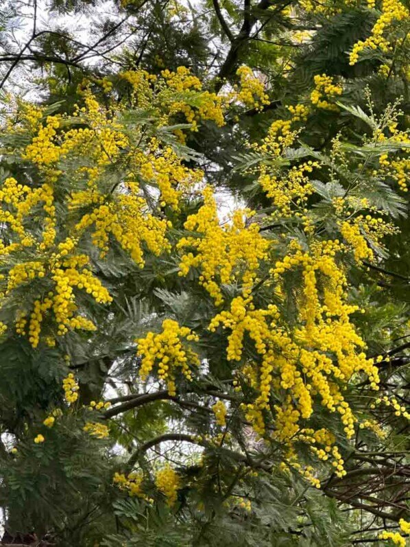 Lire la suite à propos de l’article Magnifique mimosa en fleur dans le parc Gustave Eiffel à Levallois