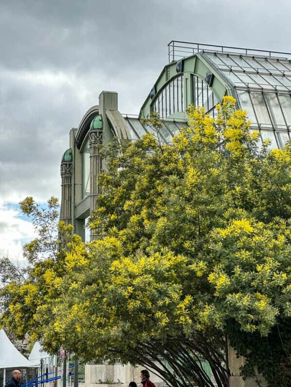 Mimosa fleuri, Acacia decurrens, en hiver dans le Jardin des plantes, Paris 5e (75)