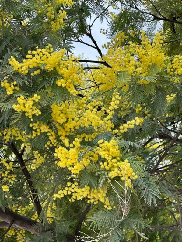 Mimosa fleuri, Acacia decurrens, en hiver dans le Jardin des plantes, Paris 5e (75)