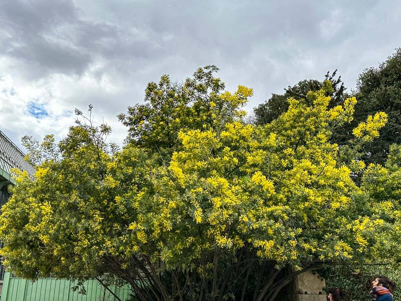 Mimosa fleuri, Acacia decurrens, en hiver dans le Jardin des plantes, Paris 5e (75)