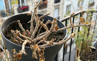 Pelargonium gelé en hiver sur mon balcon, Paris 19e (75)