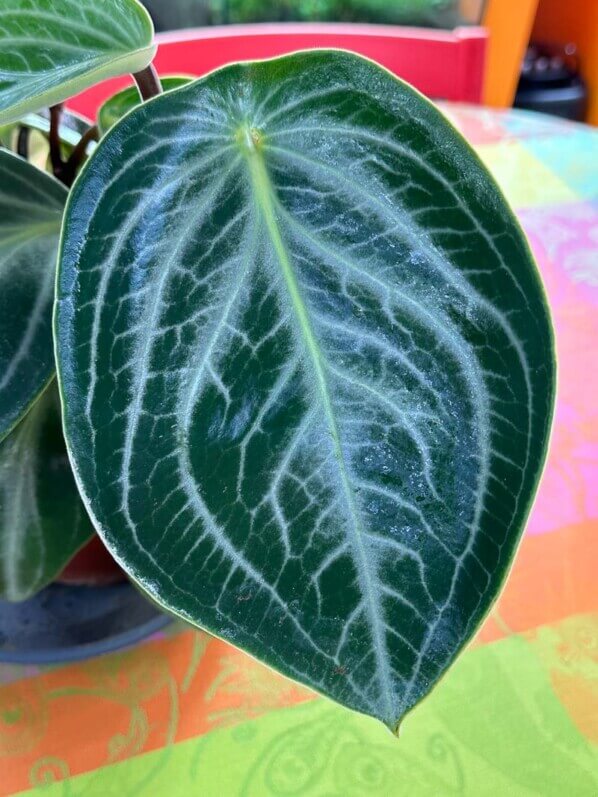 Lire la suite à propos de l’article Peperomia sarcophylla au top !