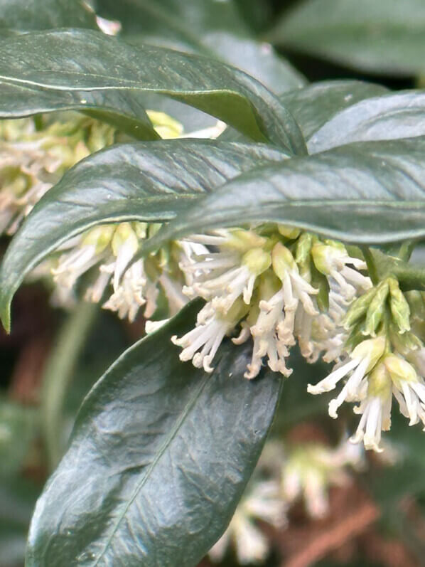 Sarcococca fleuri en hiver dans le parc Gustave Eiffel, Levallois (92)