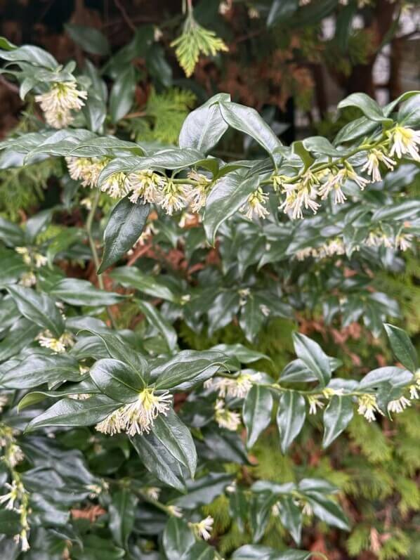 Sarcococca fleuri en hiver dans le parc Gustave Eiffel, Levallois (92)