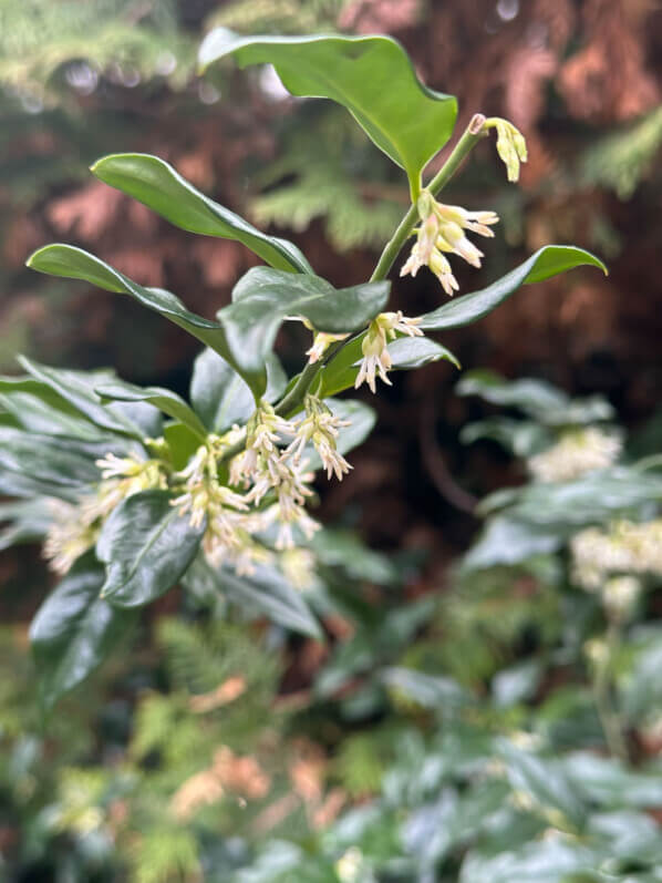 Lire la suite à propos de l’article Sarcococca, une floraison discrète mais si parfumée