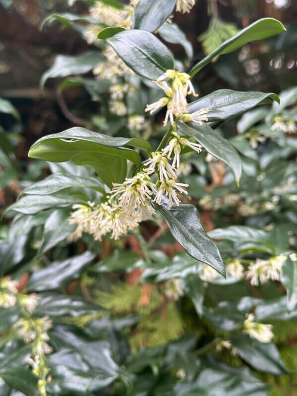 Sarcococca fleuri en hiver dans le parc Gustave Eiffel, Levallois (92)