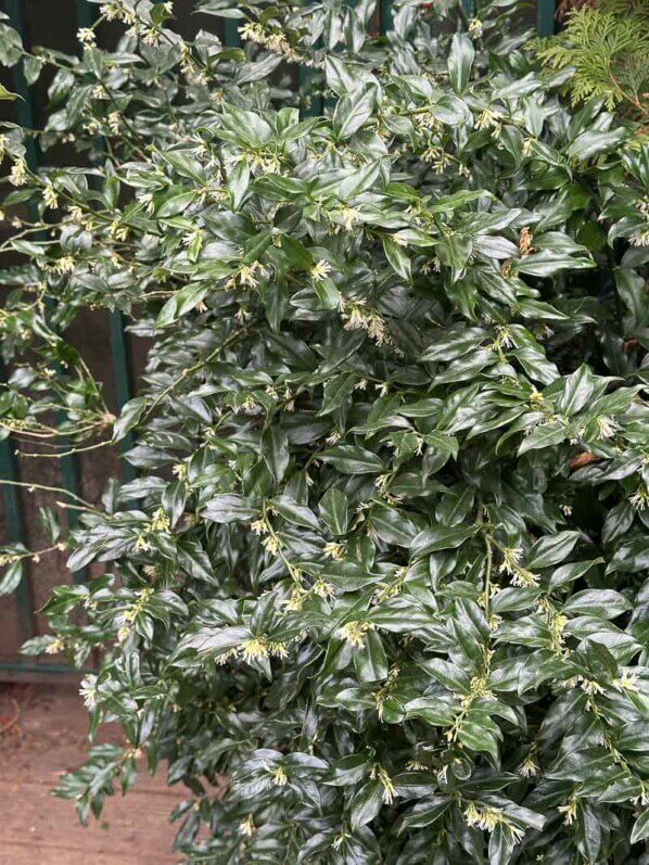 Sarcococca fleuri en hiver dans le parc Gustave Eiffel, Levallois (92)