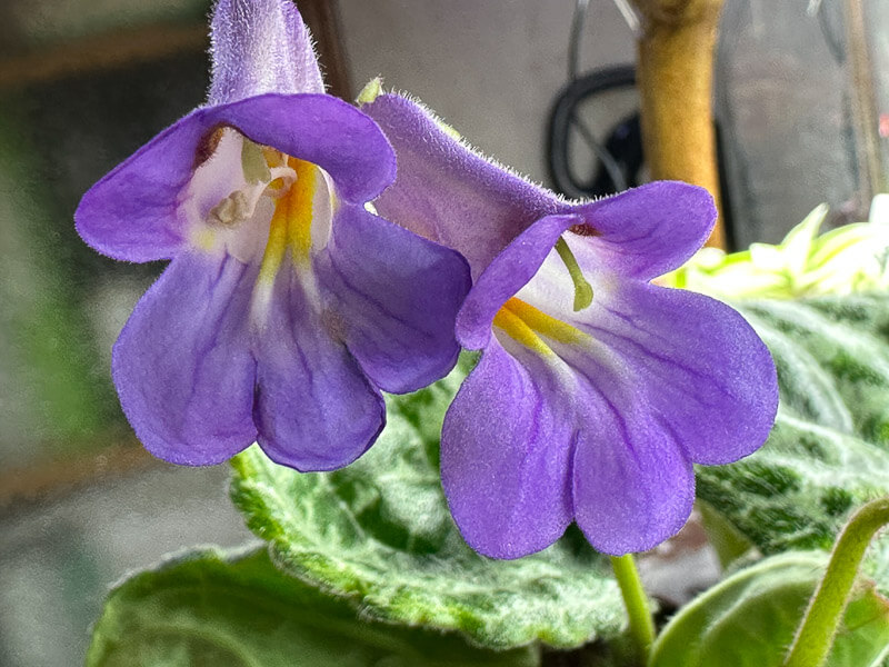 Lire la suite à propos de l’article Toujours plus de fleurs sur mon pied de Primulina (Streptocarpus) ‘Pretty Turtle’