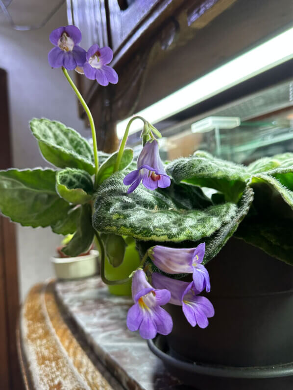 Streptocarpus 'Pretty Turtle', Primulina, Gesnériacées, plante d'intérieur, Paris 19e (75)