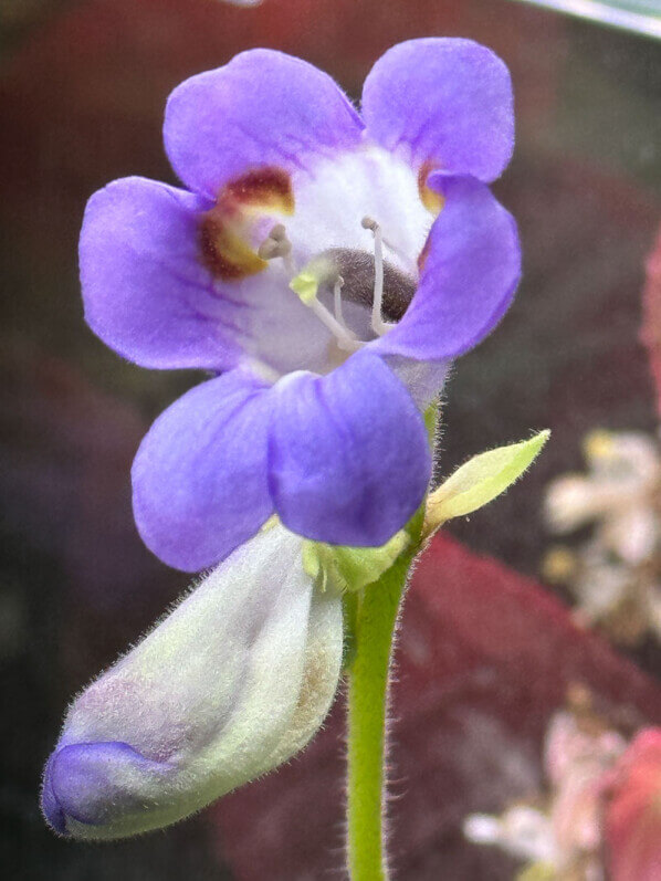 Streptocarpus 'Pretty Turtle', Primulina, Gesnériacées, plante d'intérieur, Paris 19e (75)