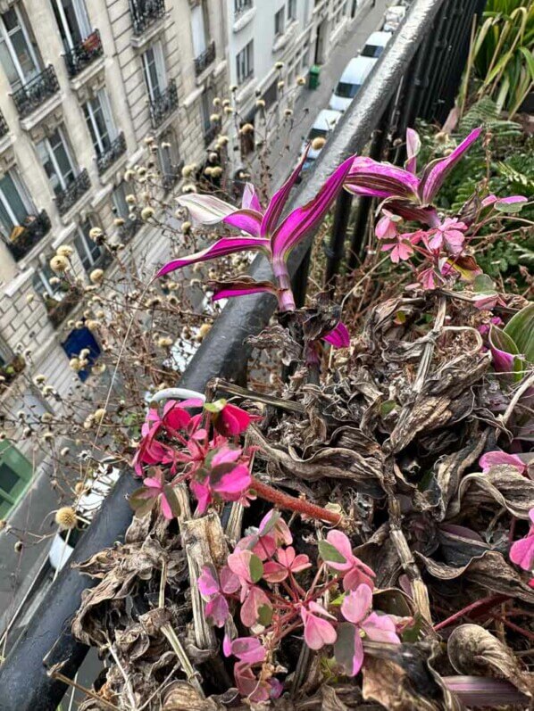 Oxalis et Tradescantia en hiver sur mon balcon, Paris 19e (75)