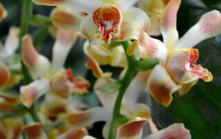 Chysis aurea ∏ MNHN J.Munier, Mille & une orchidées du 8 février au 6 mars 2023