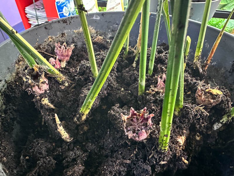 Floraison de l'Aspidistra à feuillage panaché en fin d'hiver sur mon balcon parisien, Paris 19e (75)