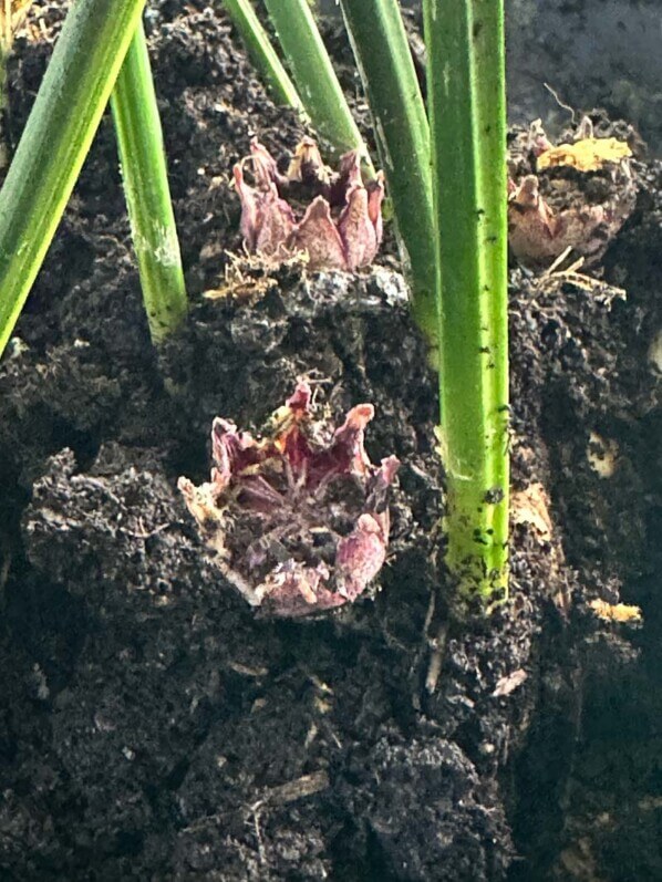 Floraison de l'Aspidistra à feuillage panaché en fin d'hiver sur mon balcon parisien, Paris 19e (75)