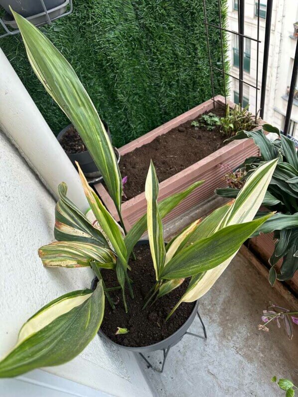 Aspidistra à feuillage panaché en fin d'hiver sur mon balcon parisien, Paris 19e (75)