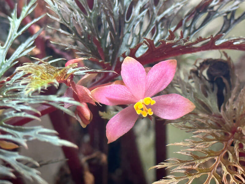 Begonia bipinnatifida, Bégoniacées, plante d'intérieur, terrarium, Paris 19e (75)