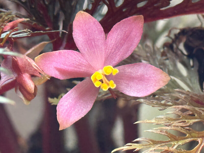 Begonia bipinnatifida, Bégoniacées, plante d'intérieur, terrarium, Paris 19e (75)