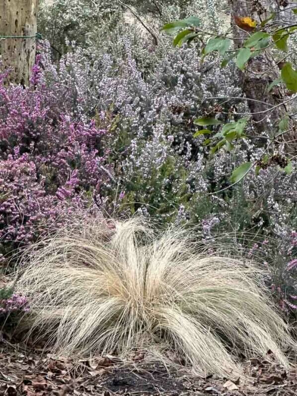 Bruyères d'hiver fleuries et stipe cheveux d'ange (Stipa tenuifolia) en fin d'hiver dans le Parc floral, Paris 12e (75)