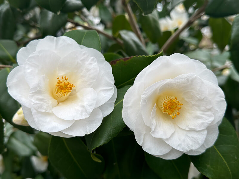 Camellia japonica 'Tricolor White' en fin d'hiver dans le Parc floral, Paris 12e (75)