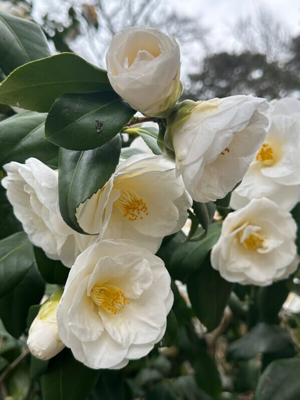 Camellia japonica 'Tricolor White' en fin d'hiver dans le Parc floral, Paris 12e (75)