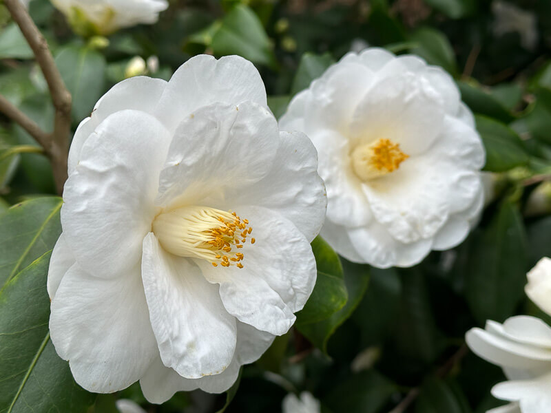 Camellia japonica 'Tricolor White' en fin d'hiver dans le Parc floral, Paris 12e (75)