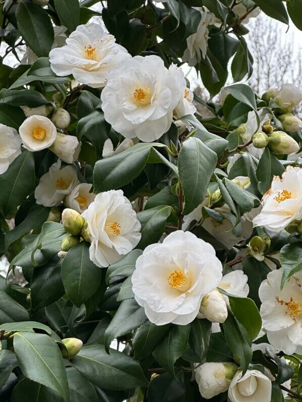 Camellia japonica 'Tricolor White' en fin d'hiver dans le Parc floral, Paris 12e (75)