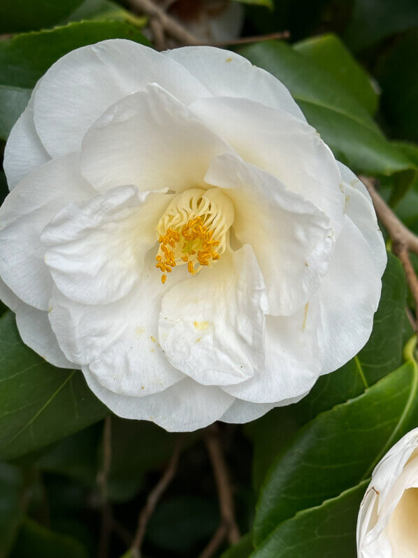 Camellia japonica 'Tricolor White' en fin d'hiver dans le Parc floral, Paris 12e (75)