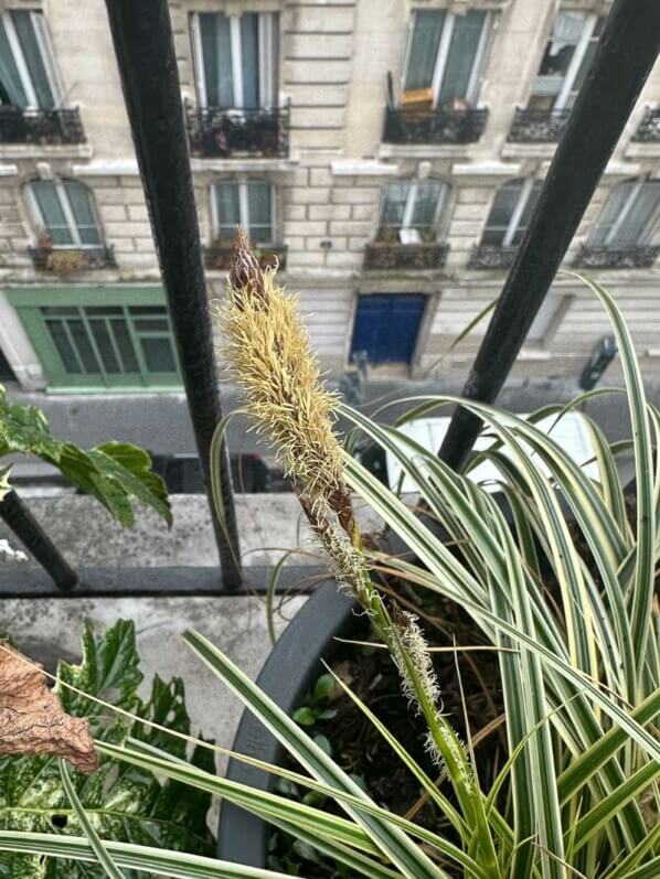 Floraison de la laîche (Carex) en fin d'hiver sur mon balcon parisien, Paris 19e (75)