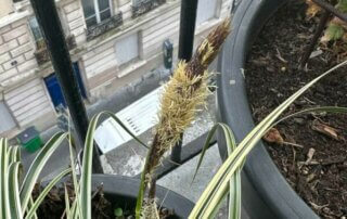 Floraison de la laîche (Carex) en fin d'hiver sur mon balcon parisien, Paris 19e (75)