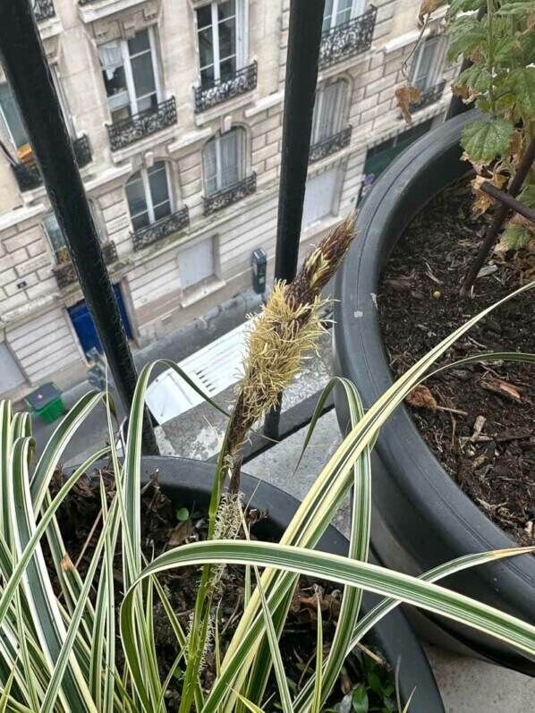 Floraison de la laîche (Carex) en fin d'hiver sur mon balcon parisien, Paris 19e (75)