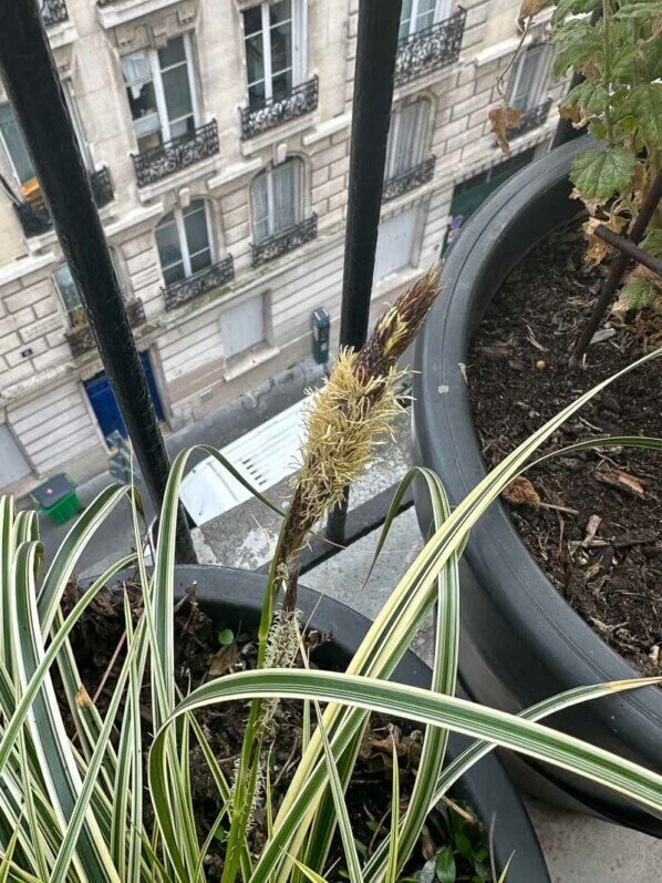 Lire la suite à propos de l’article Floraison hivernale de mon beau carex
