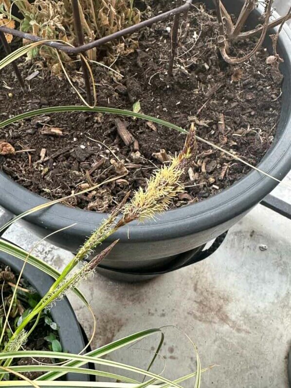 Floraison de la laîche (Carex) en fin d'hiver sur mon balcon parisien, Paris 19e (75)