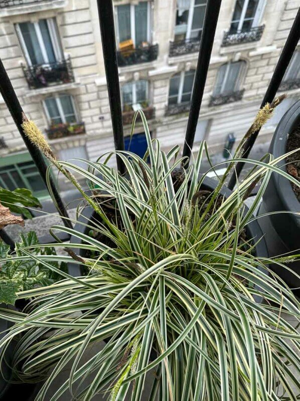 Laîche (Carex) en fin d'hiver sur mon balcon parisien, Paris 19e (75)