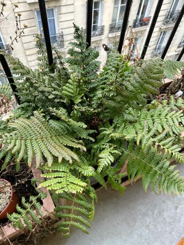 Dryopteris wallichiana ‘Jurassic Gold’ en hiver sur mon balcon, Paris 19e (75)